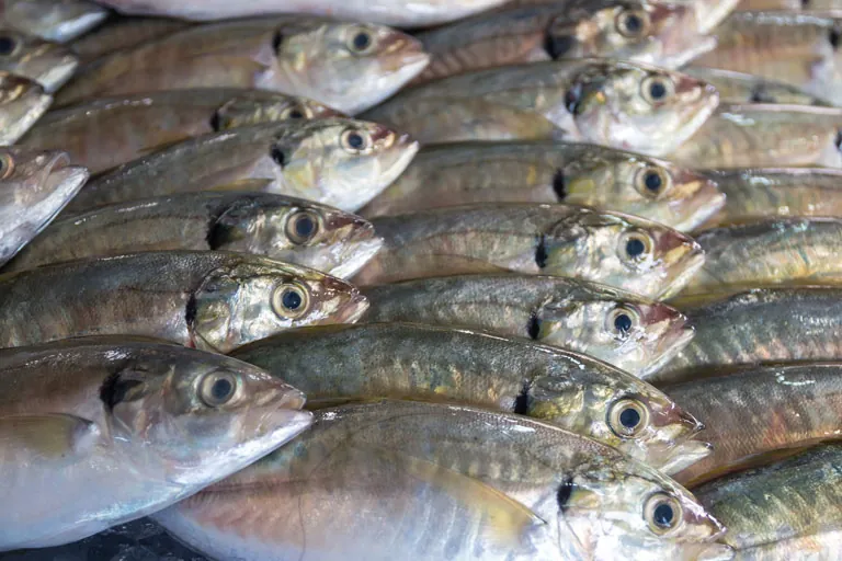 Equipos industriales para procesado de pescado
